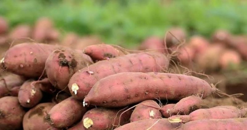 Egyptian Sweet Potatoes For Export