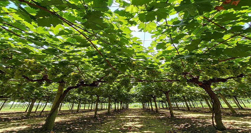 Premium Egyptian grapes for export